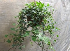 常春藤怎么修剪，常春藤摘心圖解