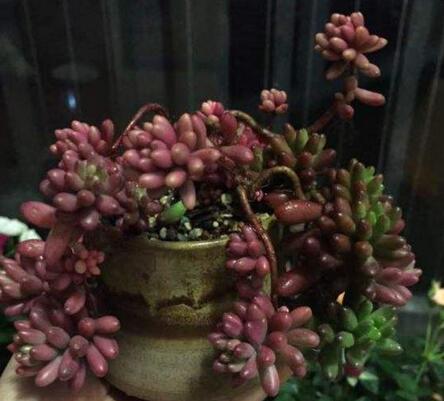 碧玉蓮如何度夏，最主要的是不要隨意澆水