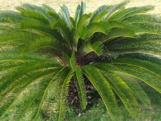 鐵樹開花有什么寓意，象征著大富大貴、吉祥瑞兆