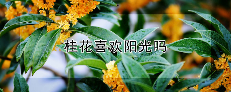 桂花喜歡陽(yáng)光嗎