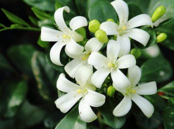 九里香種在家里禁忌，只需要注意四個(gè)要點(diǎn)即可