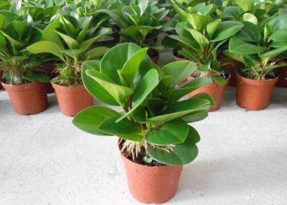 青葉碧玉怎么養(yǎng)，掌握八大核心保證你家的碧玉爆盆綠油油