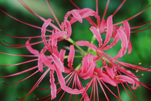 彼岸花家庭養(yǎng)殖有毒嗎