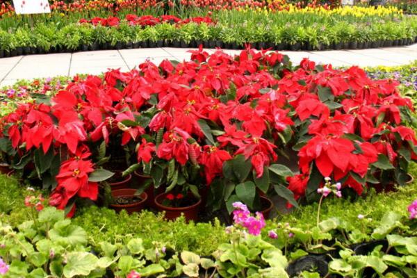 一品紅花期調(diào)控方法，以下方法就可以讓它提前開花