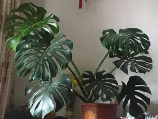 龜背竹怎么固定造型，龜體造型最受人們歡迎(美觀)