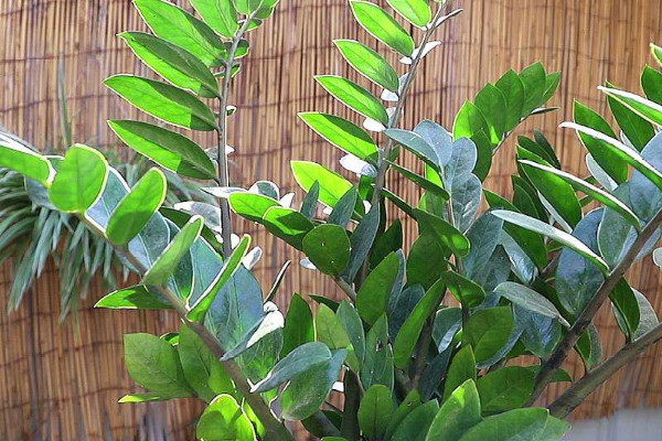 金錢樹(shù)秋天可以換盆嗎