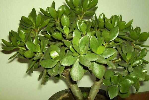 玉樹多少錢一盆，最便宜的也要20多元一盆