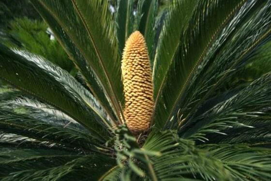 鐵樹開花嗎，鐵樹多久開一次花(10-20年)
