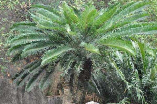 蘇鐵有哪些品種，常見蘇鐵品種介紹