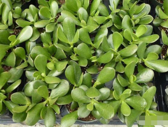 玉樹葉子發(fā)黃怎么補(bǔ)救，教你三種最直接有效的補(bǔ)救方法