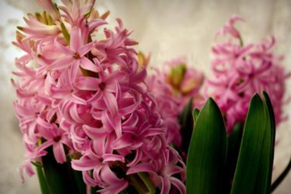 風信子什么時候種植