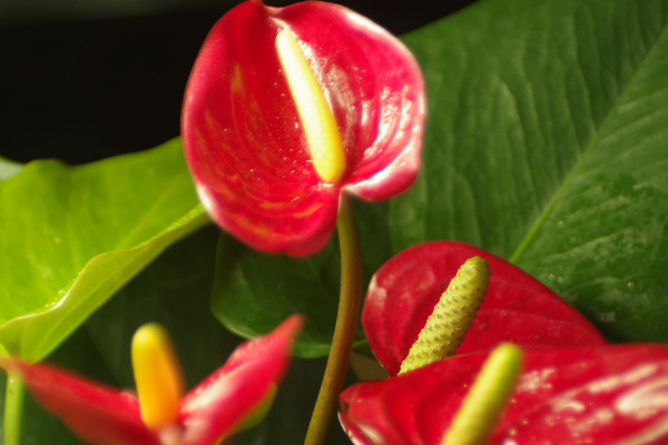 紅掌夏天怎么養(yǎng)