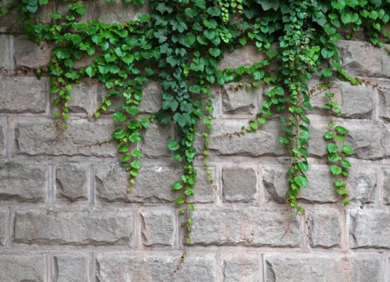 家庭養(yǎng)常春藤常見問題大全，做好六點基本要點即可(生長翠綠)