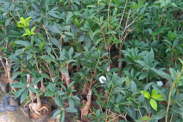 嫁接桂花樹的養(yǎng)殖方法和注意事項(xiàng)