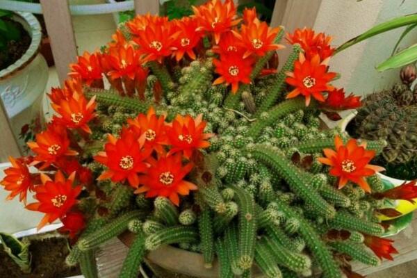 仙人掌常見的開花品種，最受歡迎的品種是緋花玉