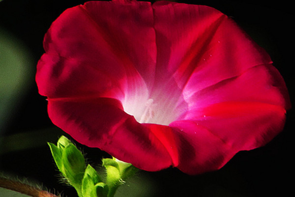 怎樣讓牽?；ㄅ捞? src="/nongye/d/file/20201223/ipd5sy5zs0c.jpg" / data-WG1G="jlbZhh"></p>
<p data-hSsY="HQ3ThB">
	想要讓牽?；ㄅ捞俚脑挘托枰獮槠浯罱ㄖЪ?，觀察到牽?；ǖ闹l長(zhǎng)到一定長(zhǎng)度的時(shí)候，我們可以用細(xì)竹竿在其周圍搭出一個(gè)架子，然后把它的枝條小心的纏繞在架子上，很快它就能沿著支架爬藤生長(zhǎng)了。</p>
<p data-NUzb="8ko1PY">
	<strong data-US7Y="KywXx0">2、充足光照</strong></p>
<p data-703q="csRPBR">
	<img alt=