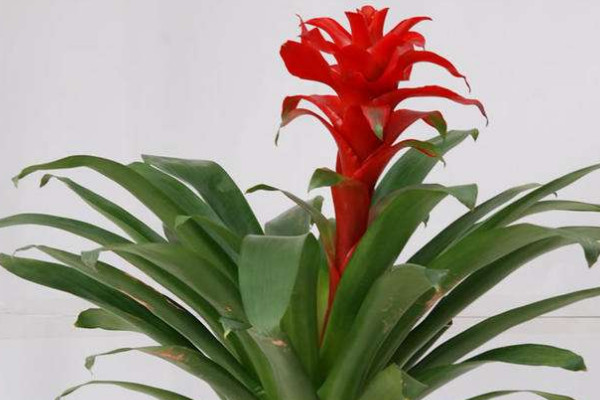 鴻運當(dāng)頭花是什么品種