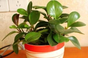 碧玉有毒嗎，碧玉可以放臥室嗎(無毒能凈化空氣)