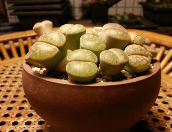 生石花用什么盆好，陶盆、泥瓦盆、紫砂盆任選其一(深盆)