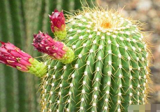 仙人球的養(yǎng)殖方法和注意事項，做好五個要點一年四季健康茂盛
