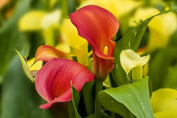 馬蹄蓮盆栽養(yǎng)護(hù)方法