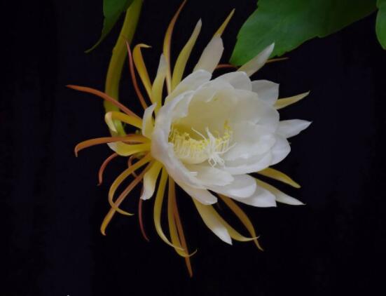 曇花的病蟲害及其防治，詳解四種病蟲害防治大全