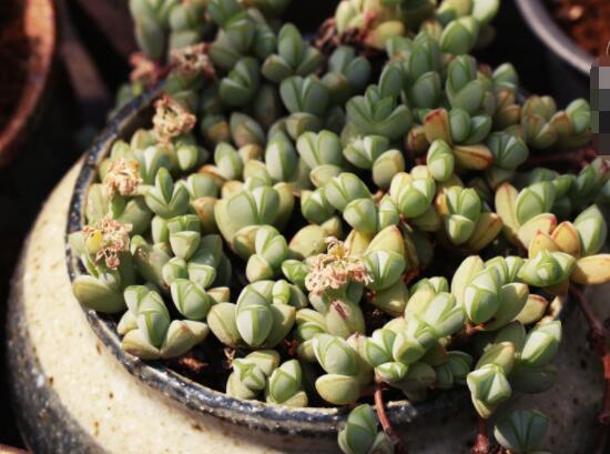 碧玉蓮葉子發(fā)黃變軟怎么辦，教你四種原因以及解決辦法