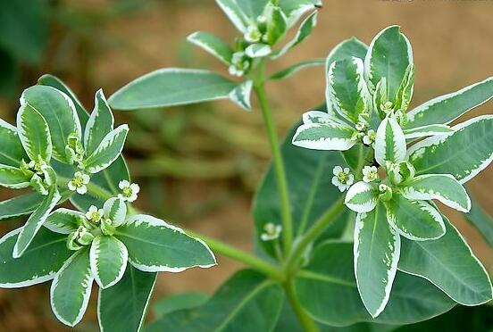 六月雪不發(fā)芽怎么辦，教你三種最直觀解決辦法