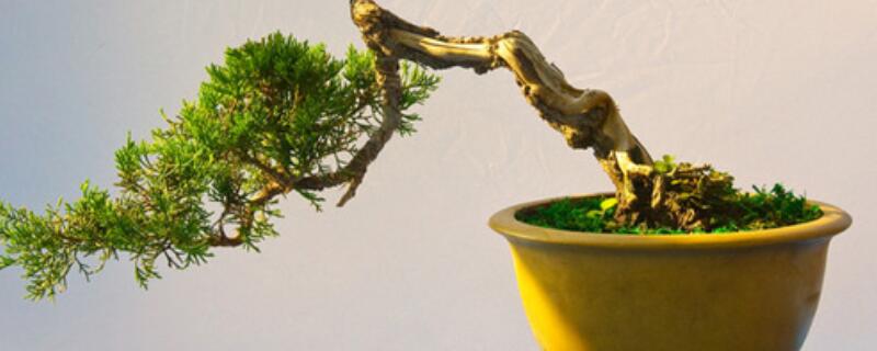 榕樹(shù)秋季怎樣管理養(yǎng)護(hù)