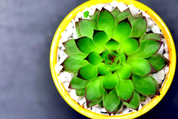 寶石花和觀音蓮的區(qū)別，詳細介紹葉子和花朵的不同