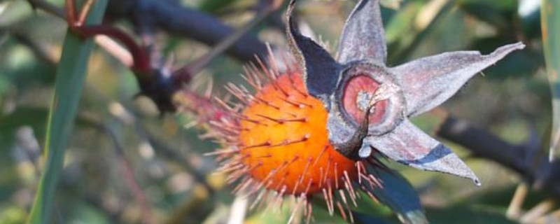 金櫻子栽培高產(chǎn)技術