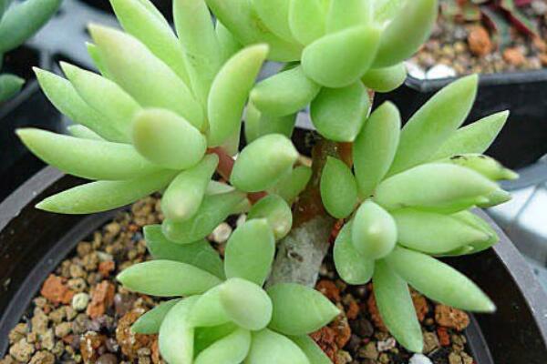 樹冰怎么養(yǎng)殖方法