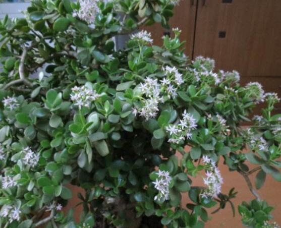 燕子掌的養(yǎng)殖方法和注意事項，老農(nóng)總結(jié)最實用八大養(yǎng)殖技巧