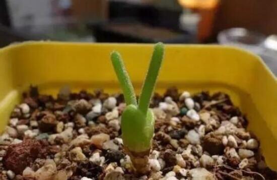 碧光環(huán)怎么種，保持盆土微濕潤(rùn)/秋季種植存活率高