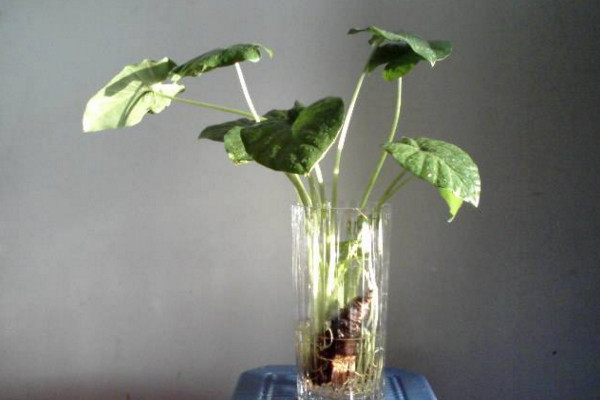 如何水養(yǎng)萬年青，掌握換水規(guī)律最重要