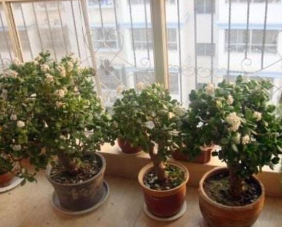 燕子掌用大盆還是小盆，大株用大一號盆/小株用小一號盆