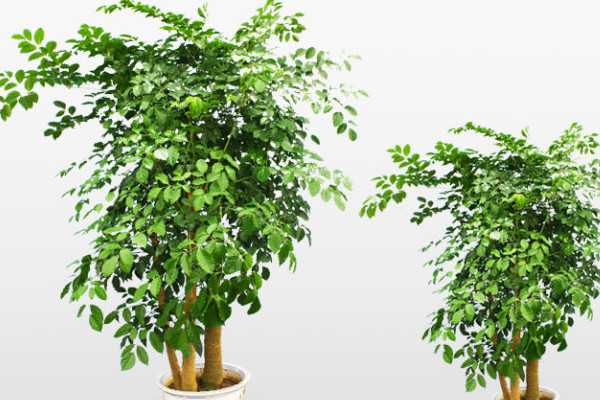 幸福樹幾天澆一次水，一般情況可7~10天澆水一次