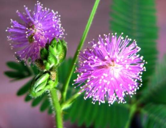 含羞草怎么養(yǎng)開(kāi)花，注意盆土配置、光照充足
