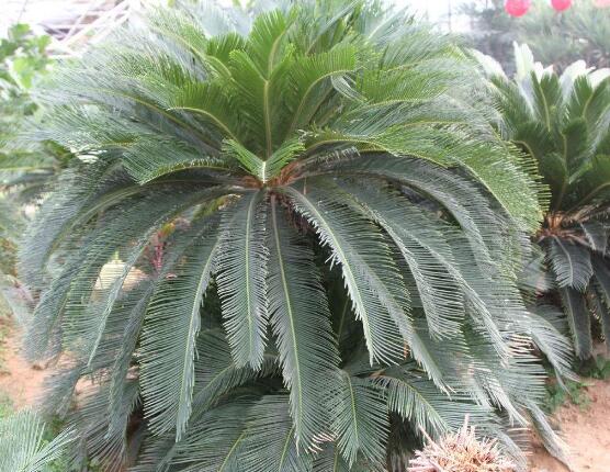 鐵樹開花的征兆，預(yù)示生活美滿、大吉大利