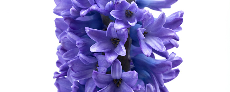 風(fēng)信子種球種植方法