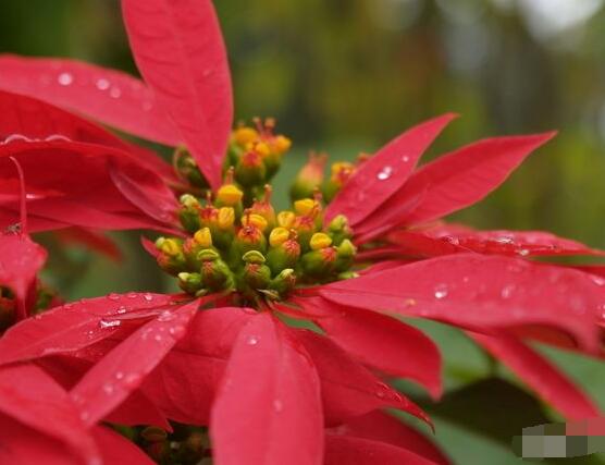 一品紅冬季怎么養(yǎng)，做好五個要點(diǎn)便可安然過冬