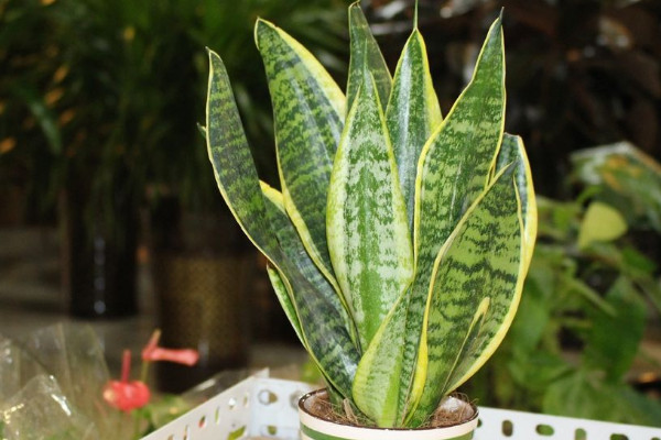 虎皮蘭長了銹斑咋辦