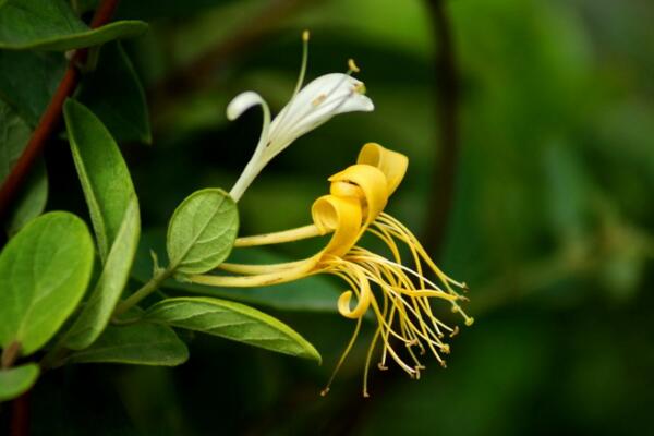 金銀花的種植方法，種子需進行催芽處理