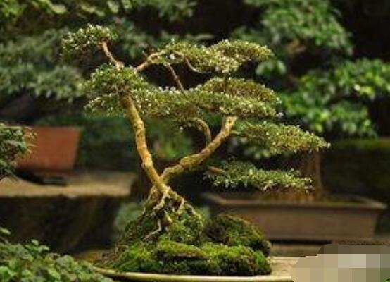 六月雪造型方法，蓄木截干法/剪扎結(jié)合法(美觀)