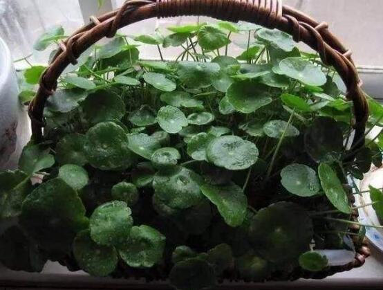 土培銅錢草怎么養(yǎng)，掌握八點因素就可以爆盆了（適合新手）