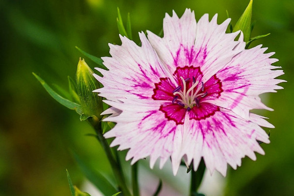 水培康乃馨的養(yǎng)殖方法和注意事項