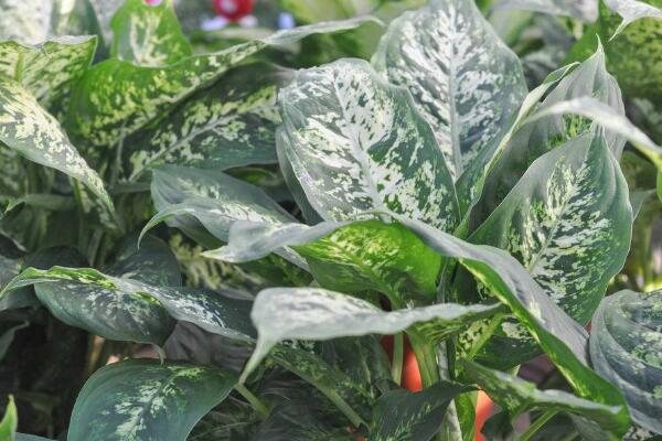 萬(wàn)年青的種類(lèi)，常見(jiàn)的有五種