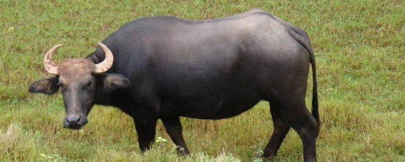 牛糞怎么發(fā)酵成有機(jī)肥