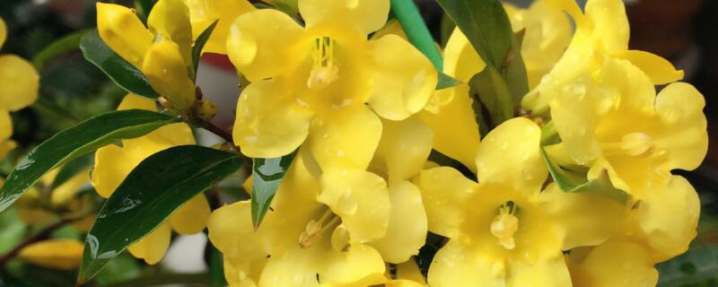 香水茉莉的養(yǎng)殖方法和注意事項(xiàng)