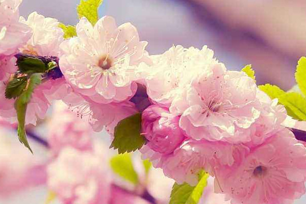 櫻花冬天是什么樣子